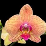 Double Spike Phalaenopsis I-Hsin Orange Pie (4.5" pot)