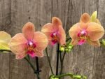 Double Spike Phalaenopsis I-Hsin Orange Pie (4.5" pot) - Image 4