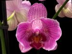 Double Spike Phalaenopsis I-Hsin Spider-Man Peloric (4.5" pot)