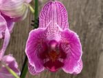 Double Spike Phalaenopsis I-Hsin Spider-Man Peloric (4.5" pot) - Image 4