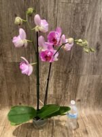 Double Spike Phalaenopsis I-Hsin Spider-Man Peloric (4.5" pot) - Image 5