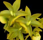 Cycnoches Jumbo Puff 'Taiyoung No. 1' (3.5” pot)