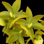 Cycnoches Jumbo Puff 'Taiyoung No. 1' (3.5” pot)