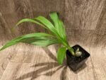 Cycnoches Jumbo Puff 'Taiyoung No. 1' (3.5” pot) - Image 2