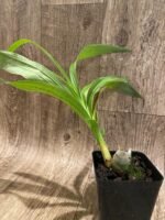 Cycnoches Jumbo Puff 'Taiyoung No. 1' (3.5” pot) - Image 3
