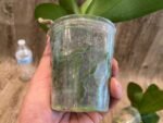 Phalaenopsis Dtps I-Hsin Polar Bear (3.5" pot) - Image 8