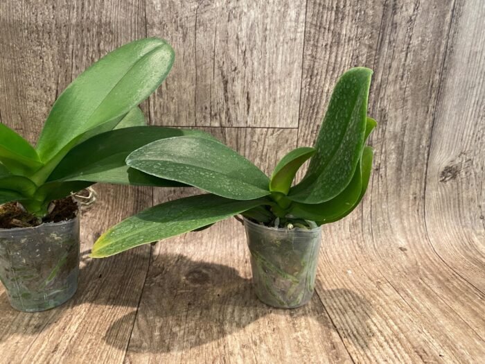 Phalaenopsis Dtps I-Hsin Polar Bear (3.5" pot) - Image 4