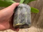 Phalaenopsis Golden Apollon (4" pot) - Image 5