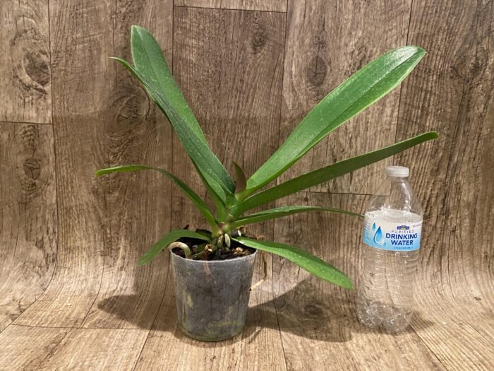 Phalaenopsis Golden Apollon (4" pot) - Image 3
