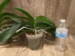 Phalaenopsis Novelty NOID (4" pot) - Image 4