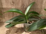 Phalaenopsis Novelty NOID (4" pot) - Image 3