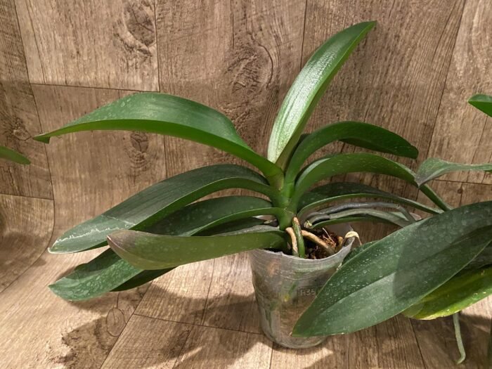 Phalaenopsis Novelty NOID (4" pot) - Image 3