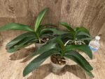 Phalaenopsis Novelty NOID (4" pot) - Image 7