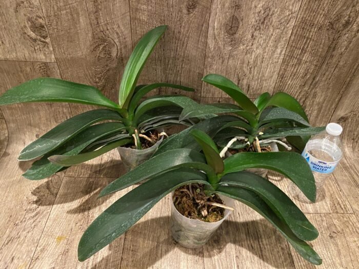 Phalaenopsis Novelty NOID (4" pot) - Image 7