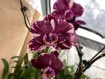 Phalaenopsis Novelty NOID (4" pot) - Image 2