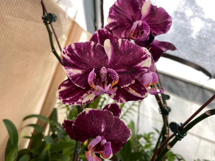 Phalaenopsis Novelty NOID (4" pot) - Image 2