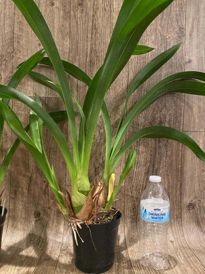 Grammatocymbidium Memoria Nathan Newman (4” Pot) - Image 8