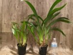 Grammatocymbidium Memoria Nathan Newman (4” Pot) - Image 5