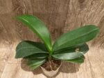 Phalaenopsis Lianher Golden Beauty (4.5" pot) - Image 5