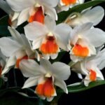 Dendrobium Roongkamol Vejvarut (Dawn Maree x formosum) (3” pot)