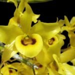 Dendrobium friedericksianum x sib (3.5” pot)