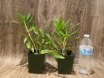 Dendrobium friedericksianuni x sib (3.5” pot) - Image 2