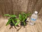 Dendrobbium secundum var. alba (3” pot) - Image 3