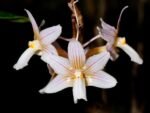 Dendrobium calcariferum (3” pot)
