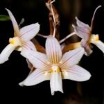 Dendrobium calcariferum (3” pot)