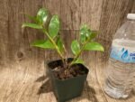 Dendrobium calcariferum (3” pot) - Image 3