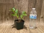 Dendrobium calcariferum (3” pot) - Image 4