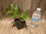 Dendrobium calcariferum (3” pot) - Image 5