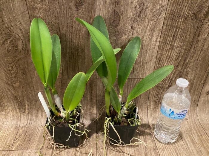 Rlc. Nakornchaisri Delight #2 (3.5” pot) - Image 3