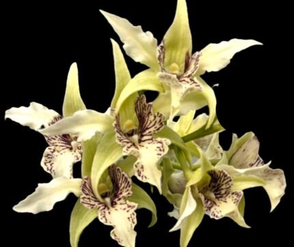 Dendrobium Silver Wings x Den. Spectabile (4” pot)