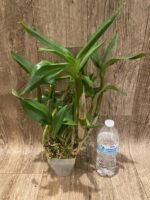 Dendrobium Silver Wings x Den. Spectabile (4” pot) - Image 3