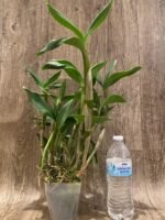 Dendrobium Silver Wings x Den. Spectabile (4” pot) - Image 5