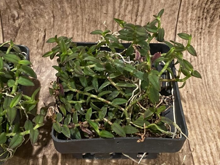 Epidendrum porpax (3.5” basket) - Image 5