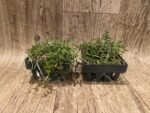 Epidendrum porpax (3.5” basket) - Image 2