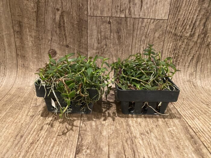 Epidendrum porpax (3.5” basket) - Image 2