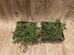 Epidendrum porpax (3.5” basket) - Image 3