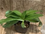 Paphiopedilum Mark Hasegawa 3 Growths (3.5” pot) - Image 3