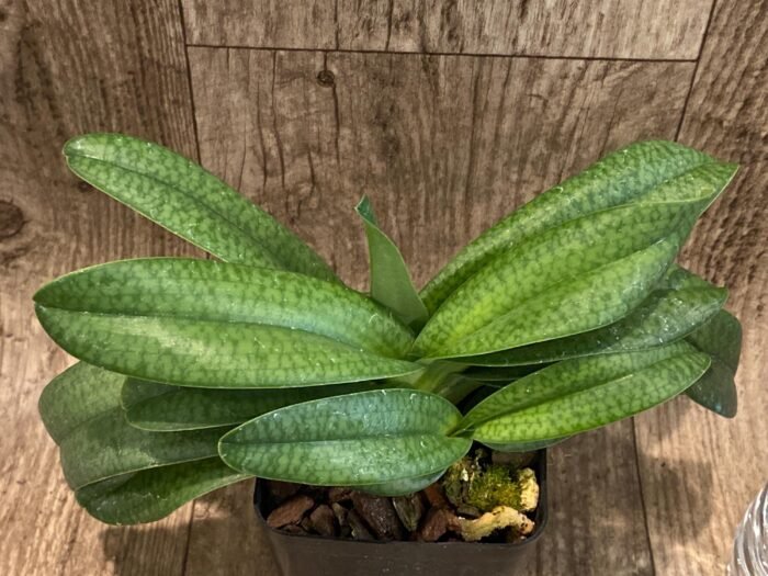 Paphiopedilum Mark Hasegawa 3 Growths (3.5” pot) - Image 2