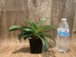 Paphiopedilum Mark Hasegawa 2 Growths (3.5” pot) - Image 2