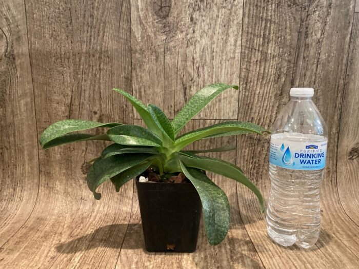 Paphiopedilum Mark Hasegawa 2 Growths (3.5” pot) - Image 2