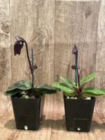 In Spike - Paphiopedilum QF Wainani x Lorraine Pride (3.5” pot) - Image 4