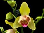 In Spikes Phalaenopsis Lioulin Giant Peloric pot)
