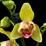 In Spikes Phalaenopsis Lioulin Giant Peloric pot)