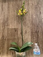 In Spikes Phalaenopsis Lioulin Giant Peloric pot) - Image 5