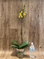 In Spikes Phalaenopsis Lioulin Giant Peloric pot) - Image 4