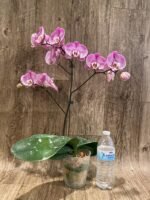 In Spikes Phalaenopsis Jillion (4" Pot) - Image 7